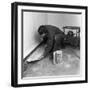 Installing a Damp Proof Course in a House in Goldthorpe, South Yorkshire, 1957-Michael Walters-Framed Photographic Print