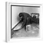 Installing a Damp Proof Course in a House in Goldthorpe, South Yorkshire, 1957-Michael Walters-Framed Photographic Print