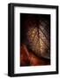 Instant Fragile-Philippe Sainte-Laudy-Framed Photographic Print