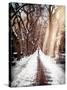 Instants of NY Series - Walking on a Path in Central Park in Winter-Philippe Hugonnard-Stretched Canvas