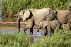 Elephants Drinking-instinia-Photographic Print