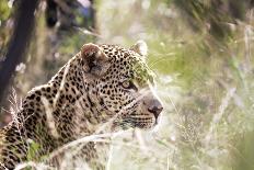 Leopard-instinia-Laminated Photographic Print