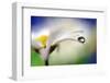 Intens Summer Drop II-Heidi Westum-Framed Photographic Print