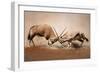 ?Intense Fight between Two Male Gemsbok on Dusty Plains of Etosha-Johan Swanepoel-Framed Photographic Print