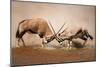 ?Intense Fight between Two Male Gemsbok on Dusty Plains of Etosha-Johan Swanepoel-Mounted Photographic Print