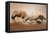 ?Intense Fight between Two Male Gemsbok on Dusty Plains of Etosha-Johan Swanepoel-Framed Stretched Canvas