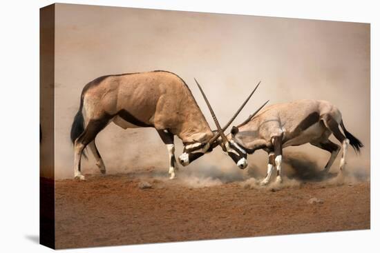 ?Intense Fight between Two Male Gemsbok on Dusty Plains of Etosha-Johan Swanepoel-Stretched Canvas