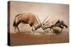 ?Intense Fight between Two Male Gemsbok on Dusty Plains of Etosha-Johan Swanepoel-Stretched Canvas