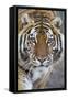 Intense Portrait of a Bengal Tiger-Karine Aigner-Framed Stretched Canvas