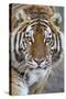 Intense Portrait of a Bengal Tiger-Karine Aigner-Stretched Canvas