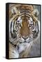 Intense Portrait of a Bengal Tiger-Karine Aigner-Framed Stretched Canvas