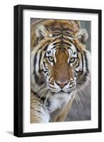 Intense Portrait of a Bengal Tiger-Karine Aigner-Framed Premium Photographic Print