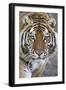 Intense Portrait of a Bengal Tiger-Karine Aigner-Framed Premium Photographic Print