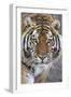 Intense Portrait of a Bengal Tiger-Karine Aigner-Framed Premium Photographic Print