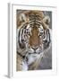 Intense Portrait of a Bengal Tiger-Karine Aigner-Framed Photographic Print