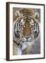 Intense Portrait of a Bengal Tiger-Karine Aigner-Framed Photographic Print