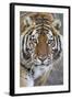 Intense Portrait of a Bengal Tiger-Karine Aigner-Framed Photographic Print