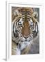 Intense Portrait of a Bengal Tiger-Karine Aigner-Framed Photographic Print