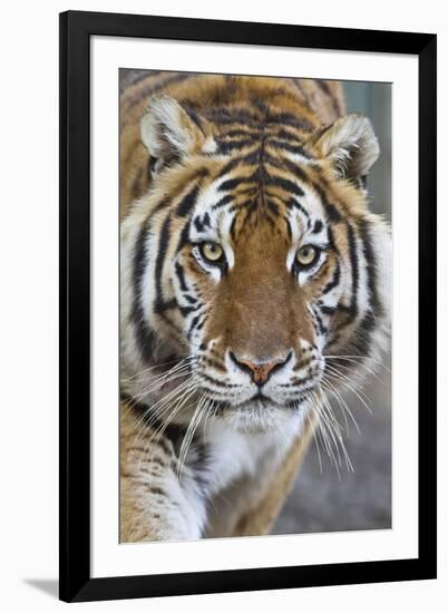 Intense Portrait of a Bengal Tiger-Karine Aigner-Framed Photographic Print