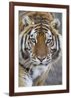 Intense Portrait of a Bengal Tiger-Karine Aigner-Framed Photographic Print