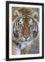 Intense Portrait of a Bengal Tiger-Karine Aigner-Framed Photographic Print