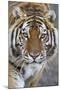 Intense Portrait of a Bengal Tiger-Karine Aigner-Mounted Photographic Print