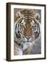 Intense Portrait of a Bengal Tiger-Karine Aigner-Framed Photographic Print