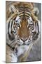 Intense Portrait of a Bengal Tiger-Karine Aigner-Mounted Photographic Print