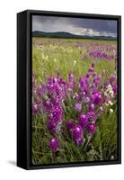Intensely Flowery Mid-Altitude Prairie Grassland-null-Framed Stretched Canvas