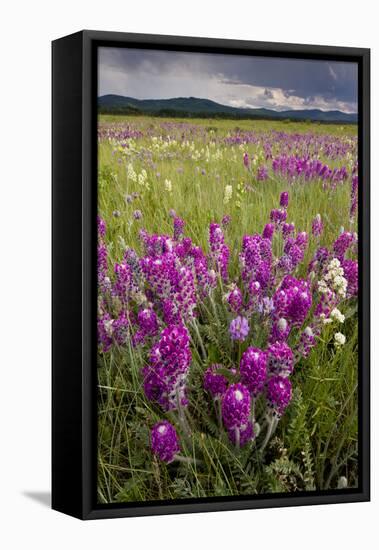 Intensely Flowery Mid-Altitude Prairie Grassland-null-Framed Stretched Canvas