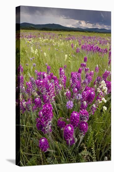 Intensely Flowery Mid-Altitude Prairie Grassland-null-Stretched Canvas