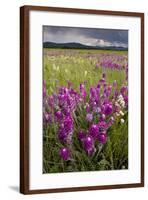 Intensely Flowery Mid-Altitude Prairie Grassland-null-Framed Photographic Print