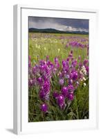 Intensely Flowery Mid-Altitude Prairie Grassland-null-Framed Photographic Print