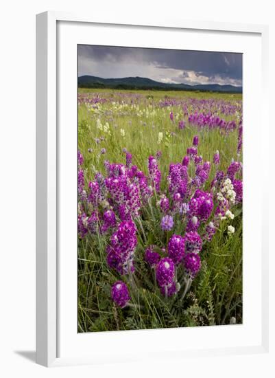 Intensely Flowery Mid-Altitude Prairie Grassland-null-Framed Photographic Print