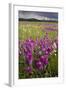Intensely Flowery Mid-Altitude Prairie Grassland-null-Framed Photographic Print