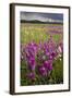 Intensely Flowery Mid-Altitude Prairie Grassland-null-Framed Photographic Print