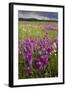 Intensely Flowery Mid-Altitude Prairie Grassland-null-Framed Photographic Print