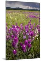 Intensely Flowery Mid-Altitude Prairie Grassland-null-Mounted Photographic Print