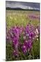 Intensely Flowery Mid-Altitude Prairie Grassland-null-Mounted Photographic Print