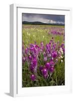 Intensely Flowery Mid-Altitude Prairie Grassland-null-Framed Photographic Print