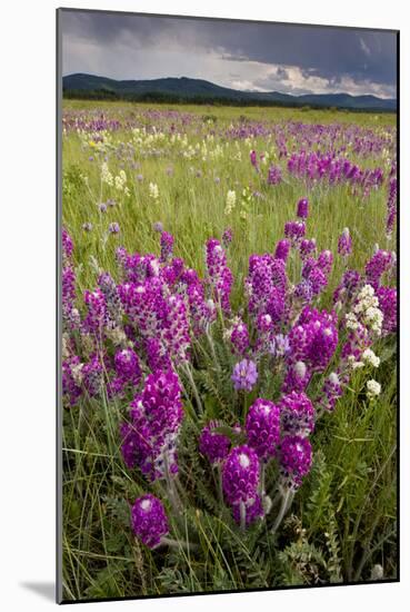 Intensely Flowery Mid-Altitude Prairie Grassland-null-Mounted Photographic Print