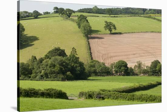 Intensivly Farmed and Grazed Farmland Next to Denmark Farm Conservation Centre, Lampeter, Wales, UK-Ross Hoddinott-Stretched Canvas