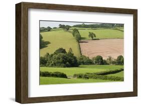 Intensivly Farmed and Grazed Farmland Next to Denmark Farm Conservation Centre, Lampeter, Wales, UK-Ross Hoddinott-Framed Photographic Print