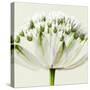 Interesting Astrantia Flower-Tom Quartermaine-Stretched Canvas