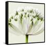 Interesting Astrantia Flower-Tom Quartermaine-Framed Stretched Canvas
