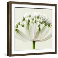 Interesting Astrantia Flower-Tom Quartermaine-Framed Giclee Print