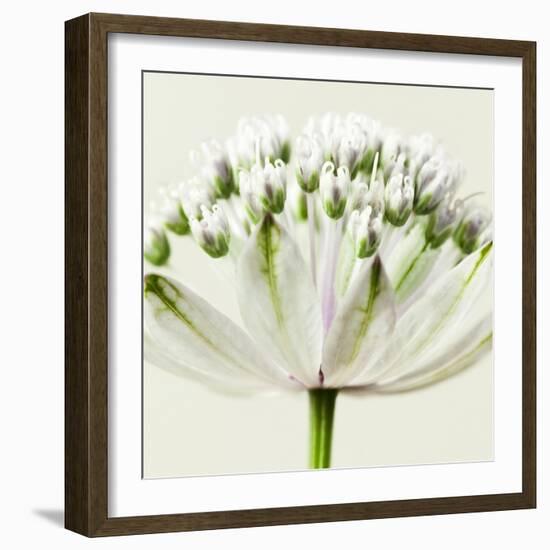 Interesting Astrantia Flower-Tom Quartermaine-Framed Giclee Print