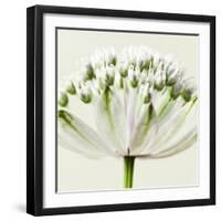 Interesting Astrantia Flower-Tom Quartermaine-Framed Giclee Print