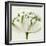 Interesting Astrantia Flower-Tom Quartermaine-Framed Giclee Print