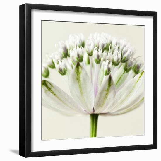 Interesting Astrantia Flower-Tom Quartermaine-Framed Giclee Print